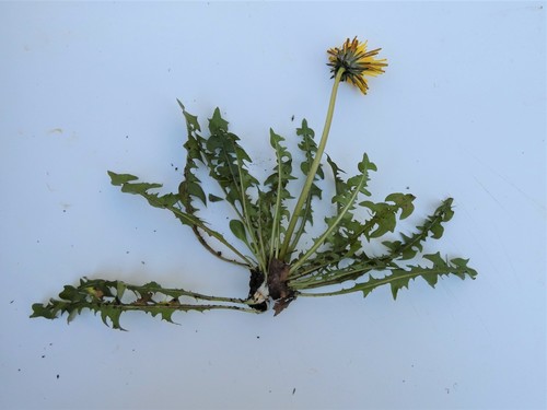 Cornish dandelion (Taraxacum cornubiense)