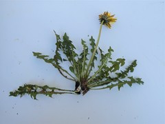 Taraxacum cornubiense
