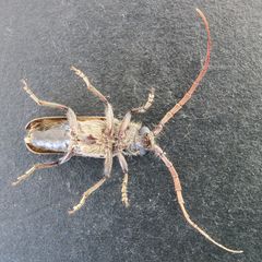 Crinarnoldius maculatus