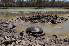 Chelodina rugosa