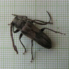 Crinarnoldius maculatus