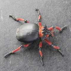 Brachycerus globosus