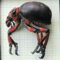 Brachycerus globosus