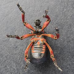 Brachycerus globosus