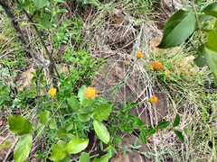 Lasiosiphon rubescens