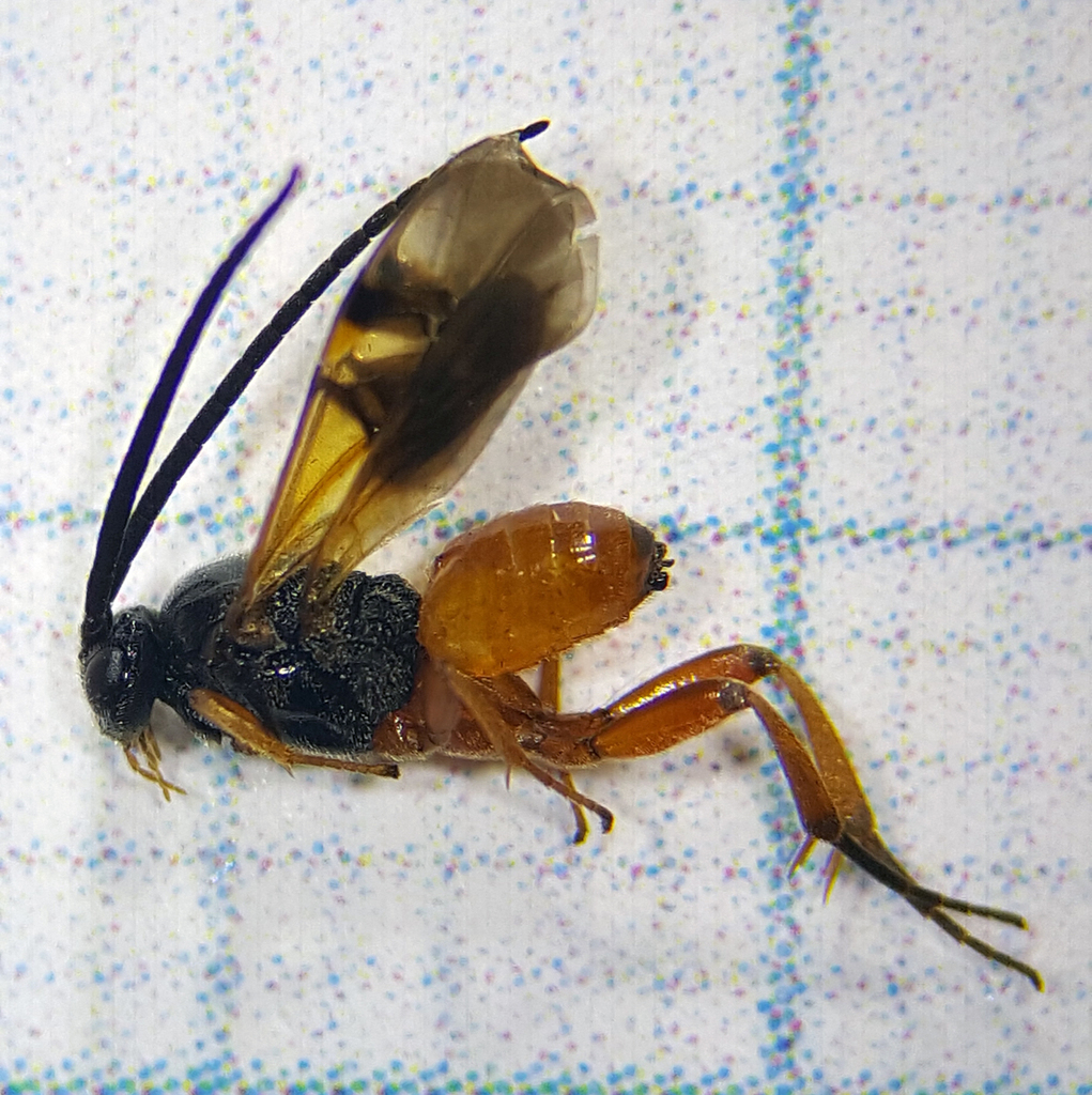 Protomicroplitis