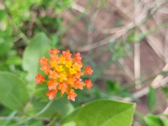 Lasiosiphon rubescens