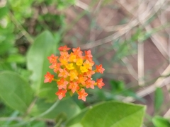 Lasiosiphon rubescens