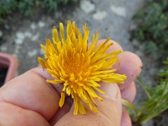 Taraxacum cornubiense