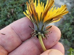 Taraxacum cornubiense
