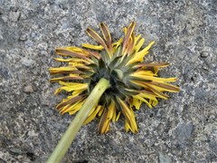 Taraxacum cornubiense