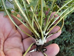 Taraxacum cornubiense