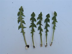 Taraxacum cornubiense