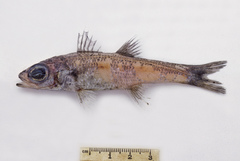 Robust Cardinalfish photo 3