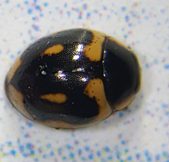 Hyperaspis trifurcata