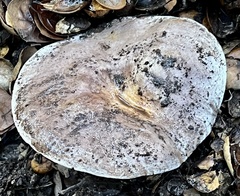 Lactarius argillaceifolius argillaceifolius