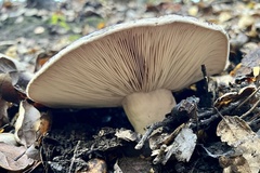 Lactarius argillaceifolius argillaceifolius