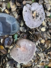 Lactarius argillaceifolius argillaceifolius
