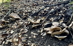 Lactarius argillaceifolius argillaceifolius
