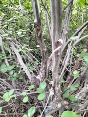 Dombeya rotundifolia