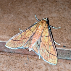 Polygrammodes hercules