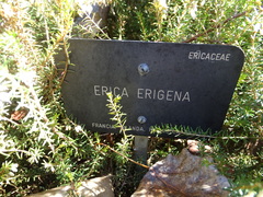 Erica erigena