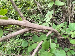 Dombeya rotundifolia