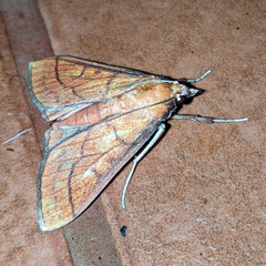 Polygrammodes hercules