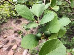 Dombeya rotundifolia