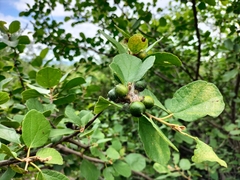 Dombeya rotundifolia