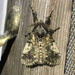 Dasychira meridionalis