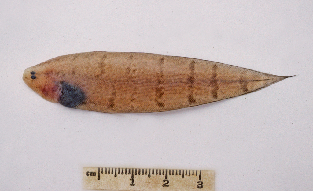 Deepwater Tongue Sole