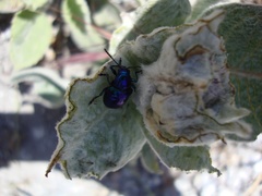 Chrysochus cobaltinus