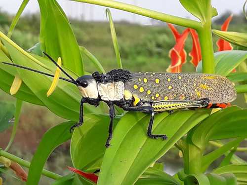 Spotted Locust