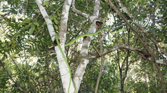 Leptophis ahaetulla