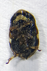 Clastoptera xanthocephala