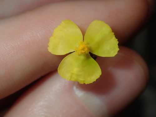 Hawai'i yelloweyed grass (Xyris complanata)