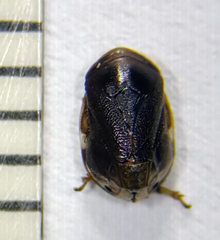Clastoptera xanthocephala