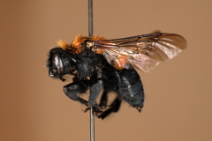 Melecta pacifica