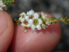 Baeckea diosmifolia