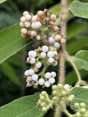 Callicarpa pilosissima