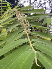 Callicarpa pilosissima