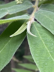 Callicarpa pilosissima