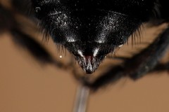 Melecta pacifica