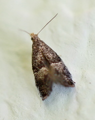 Tinagma perdicella
