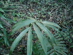 Zamia prasina