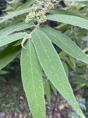 Callicarpa pilosissima