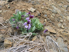 Viola trinervata