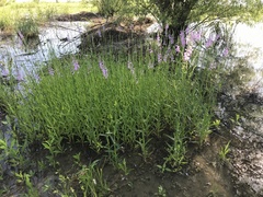 Physostegia intermedia