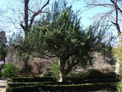 Schinus lentiscifolia